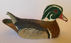 Carolina wood duck drake