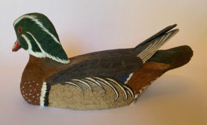 Carolina wood duck drake