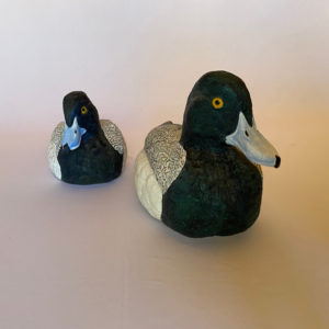 Lesser Scaup Drakes