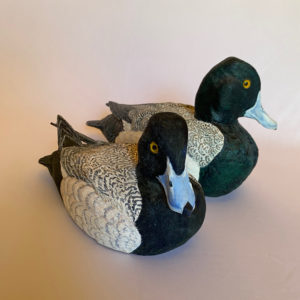 Lesser Scaup Drakes