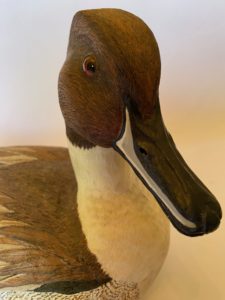 Northern pintail detail